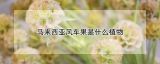 马来西亚风车果是什么植物