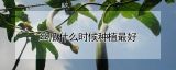 丝瓜什么时候种植最好