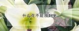 什么花不能放卧室