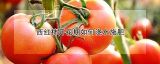 西红柿开花期如何浇水施肥