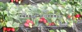 种植草莓的技术和日常管理方法