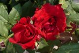 送玫瑰和百合什么意思，表达爱情/祝福/真心/友情等
