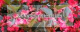 四季海棠花的扦插方法和时间