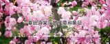 垂丝海棠花的寓意和象征