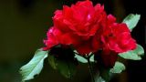 红蔷薇的花语