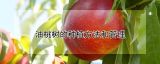 油桃树的种植方法和管理