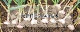 大蒜籽怎么种植技术