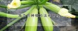 角瓜的种植方法和管理