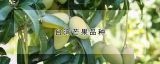 台湾芒果品种