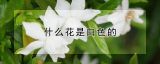 什么花是白色的