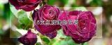 15支红玫瑰的花语