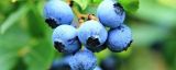 适合北方种植的蓝莓品种