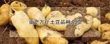 亩产万斤土豆品种介绍