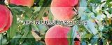桃子成熟期烂果的原因及防治