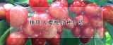 艳阳大樱桃品种介绍