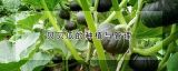 贝贝瓜的种植与管理