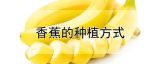 香蕉的种植方式