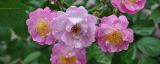 盆栽蔷薇的养殖方法和注意事项