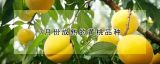 7月份成熟的黄桃品种