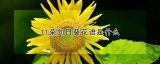 11朵向日葵花语是什么