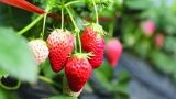 草莓怎么种植方法