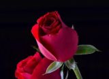 玫瑰花中药功效是啥，美容护肤、调经止痛