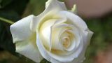 白玫瑰花语代表什么