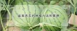 盆栽西瓜的种植方法和管理