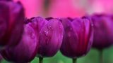 紫色郁金香花语