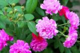 常年开花盆栽最香的花 有哪些常年开花盆栽最香的植物