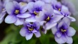 非洲紫罗兰花有毒吗
