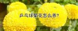 乒乓球菊花怎么养?