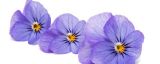 紫罗兰可以用叶片繁殖吗