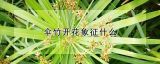 伞竹开花象征什么