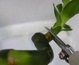 龟背竹怎么繁殖，龟背竹繁殖方法