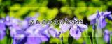 紫色鸢尾花隐藏花语