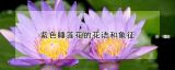 紫色睡莲花的花语和象征