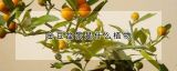 金豆盆景是什么植物
