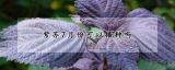 紫苏7月份可以播种吗