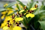 盆栽兰花怎么养，五种植方法和技巧教你养好兰花