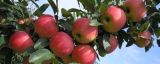 盆栽苹果树的养殖方法和注意事项