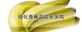 矮化香蕉苗能长多高