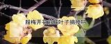 腊梅开花前把叶子摘掉吗