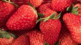 草莓是怎么传播种子的