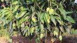芒果怎么种植方法视频教程