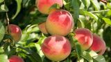 桃子常见种类