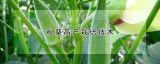 秋葵高产栽培技术