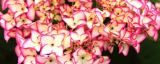 塞布丽娜绣球花的养殖方法和注意事项
