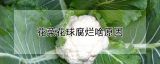 花菜花球腐烂啥原因