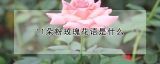 11朵粉玫瑰花语是什么